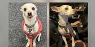 Madison Police hope to reunite dog found in station lobby with owner