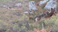 Graban a un lobo en la carretera de San Isidro