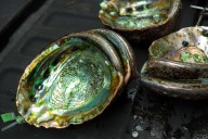 Man arrested on suspicion of poaching 15 abalone on Sonoma Coast