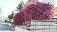 The Vibrant Evergreen Shrub Perfect For Small Gardens That Makes A Great Privacy Hedge