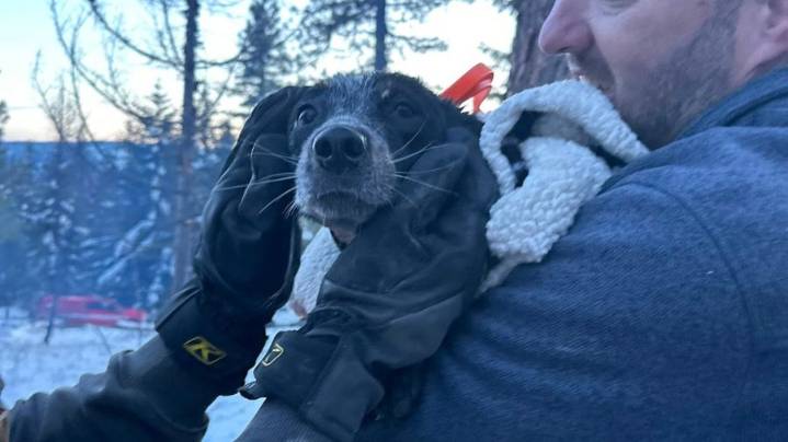 Roslyn dog rescue: Teamwork saves trapped small dog