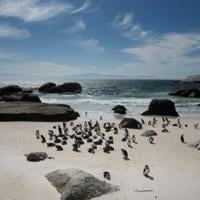 Study says African penguins starved en masse off South Africa