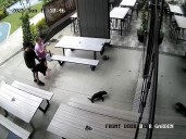 Baby seal waddles into bar in New Zealand
