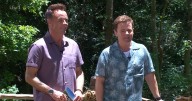 Ant and Dec send fans wild as they tease huge star's return to I'm A Celeb