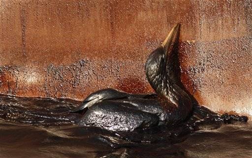 As Florida offshore drilling looms, birds less protected from spills under Trump