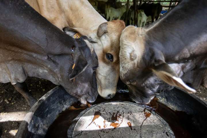 Productores mexicanos advierten alza en precios de la carne por brote de gusano barrenador