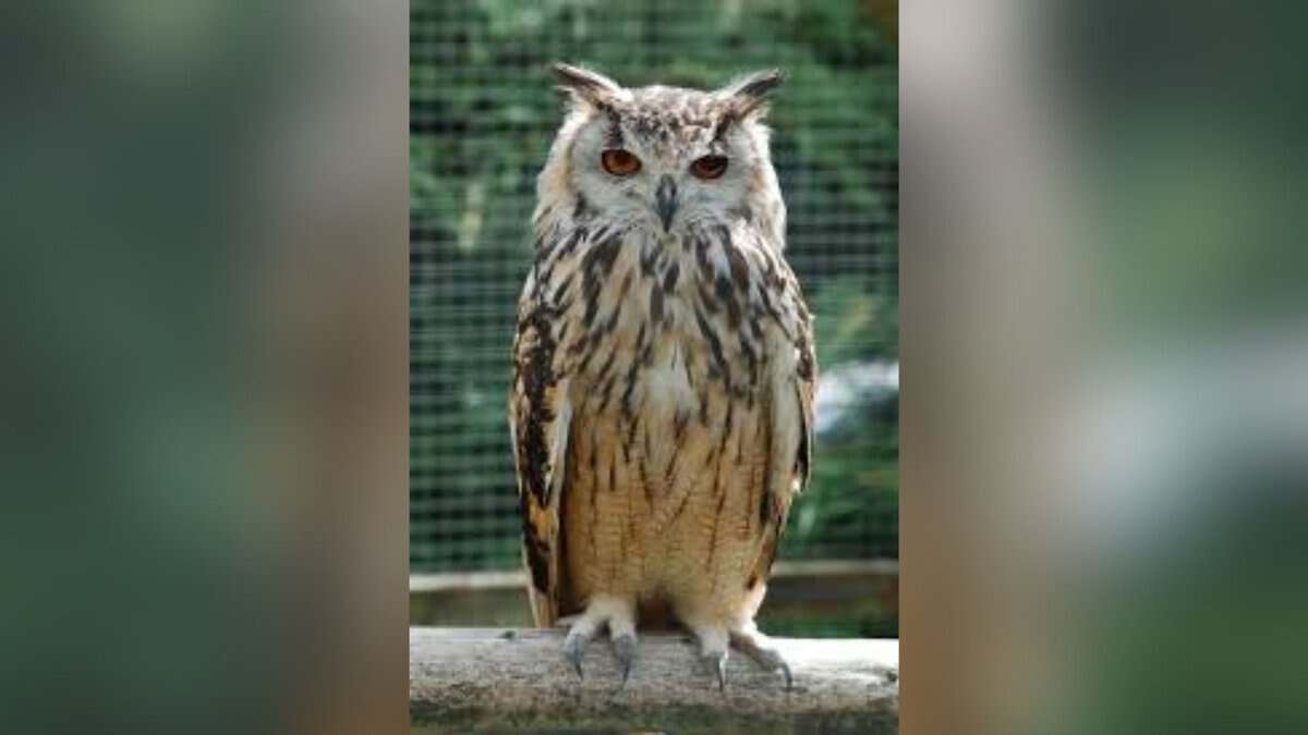 Vikarabad quarry stops work to let rare rock eagle owl hatch eggs