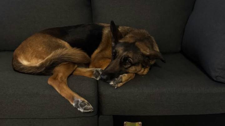Florida Senior Pup Sitting Alone In A Kennel Captures The Heart Of A First