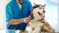 Avisa al veterinario si tu perro tiene arcadas y hace esto: su vida corre peligro