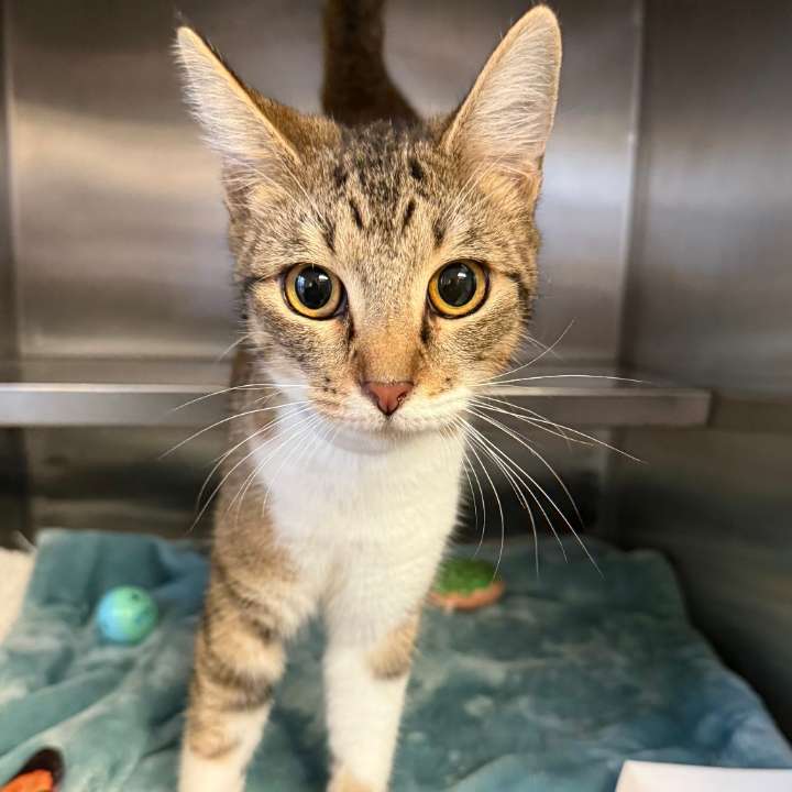 Pets of the Week: Poppy and Happy are ready for adoption