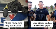 50 Adorable Puppies Training To Be Police Officers