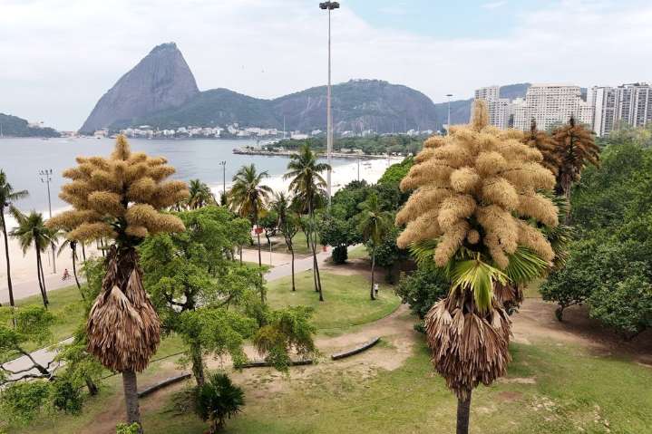 Decades-old palm trees in Rio de Janeiro flower for the first – and only – time – Winnipeg Free Press
