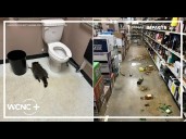 Raccoon raids liquor store