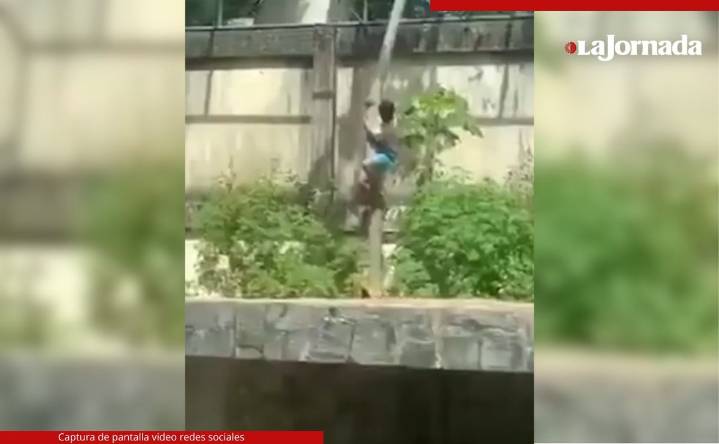 Leona mata a adolescente que ingresa a su jaula en zoológico de Brasil