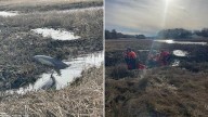 Two stranded dolphins rescued from South Shore marsh