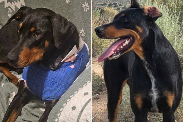 Rescue Dog Shot with 5 Bullets Made from Unknown Material and Survives