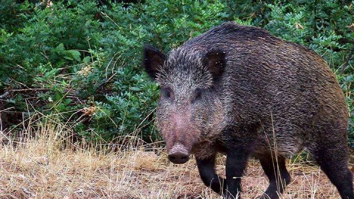 La Junta intensificará la caza del jabalí para rebajar los casos de peste porcina africana