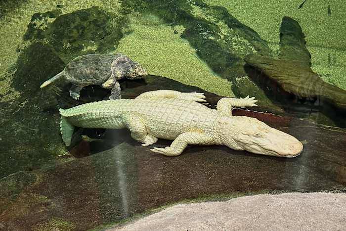 San Francisco's beloved albino alligator Claude dies at 30
