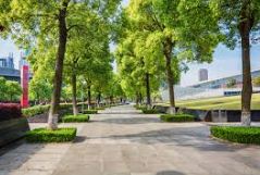 Ciudades reducen hasta 4 °C la temperatura urbana gracias a programas masivos de plantación de árboles