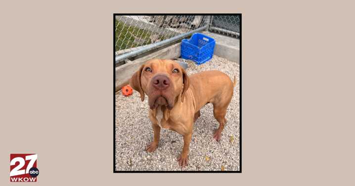 Pet of the Week: Meet Javi!