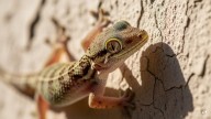 Are House Lizards Poisonous? Know What Science Says