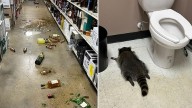 Drunk raccoon found passed out in liquor store bathroom: Officials