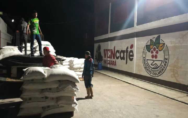 Café larense se fortalece con 390 toneladas de fertilizante