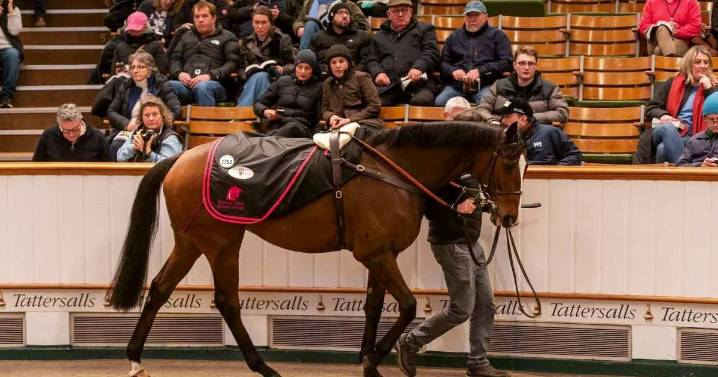 Horse sold for eye-watering £5 million at auction to exceed top trainer’s ‘wildest dreams’
