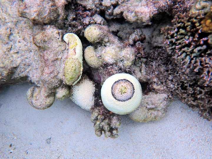 Heat stress, rare disease wipe out Goniopora coral colonies on Great Barrier Reef
