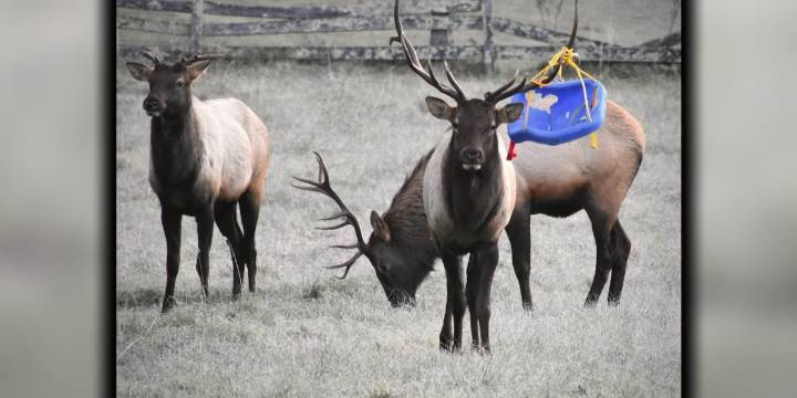 Elk spotted with swing tangled in antlers in western North Carolina
