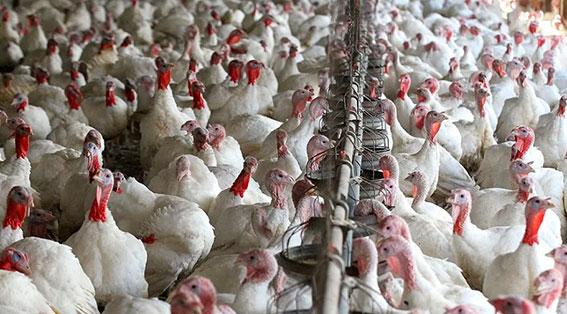 Oferta comercial de pavos superará los 2 millones en fiestas de Navidad y Año Nuevo 2026