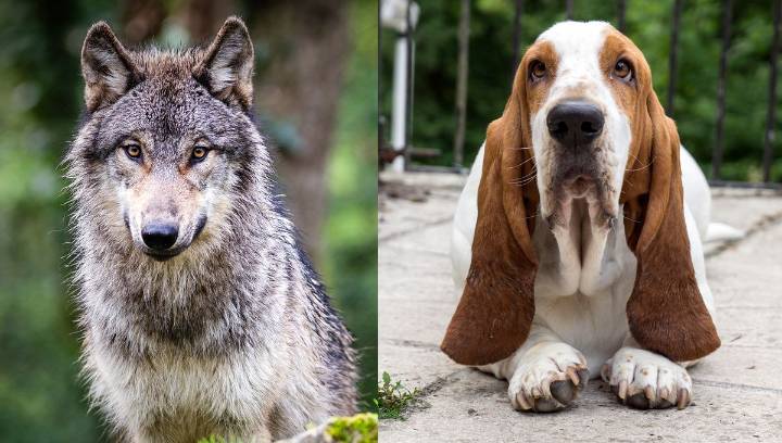 Why No Wild Animals Have Floppy Ears