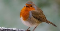 RSPB urging bird lovers to put ping pong balls in their gardens in winter