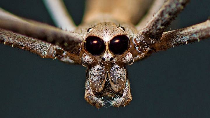 Award-Winning Photo Reveals Secret of Strange Spider's 'Shrink