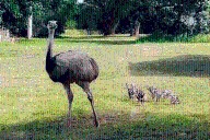 Nacieron charitos de ñandú en una Reserva Natural entrerriana