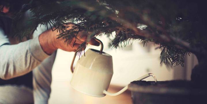 Here’s How Often You Need to Water Your Christmas Tree
