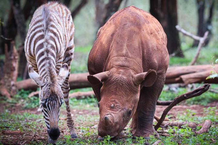Orphaned Baby Rhino and Zebra Form Friendship at Animal Rescue in Kenya