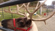 Indiana farm hosting 'reindeer encounters' this season