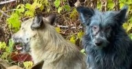 Disgusting theory solves mystery of bright blue dogs living near Chernobyl