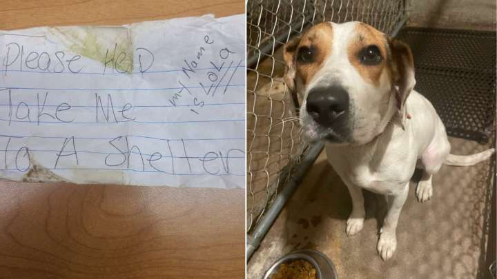 Stray Dog In Wisconsin Finds Safety After Leaving A ‘Please Help’ Note On Her Collar