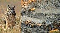 Quarrying halted in Telangana’s Vikarabad to protect rare rock eagle owl and its eggs
