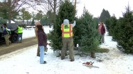 Local real Christmas tree prices stay steady as artificial trees see a bump