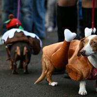 Sausage dogs don festive dress for London parade