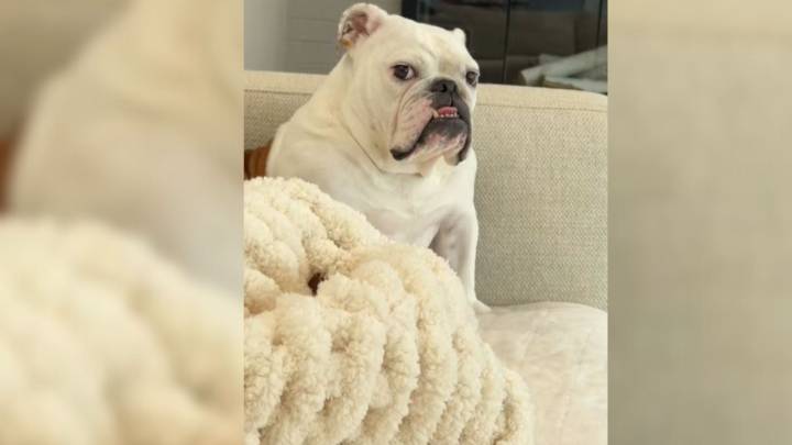 Illinois Dog’s Odd Bedtime Habit Leaves Family Baffled And TikTok Delighted