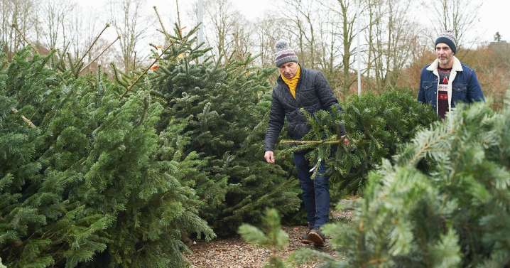 The cheapest cities in the UK to buy Christmas trees this year