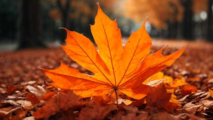 South Bend leaf pickup postponed until further notice