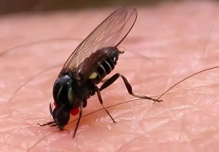 Cuidado con “la mosquita que muerde” del Salado, el temido barigüí