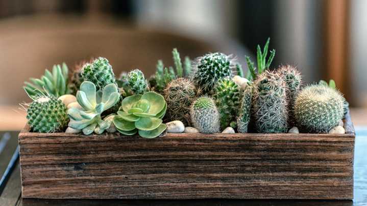 Can You Use Coffee Grounds As Fertilizer For Indoor Cacti Plants?