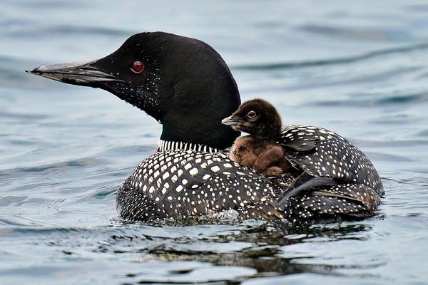 Loons fill Maine lakes with ghost