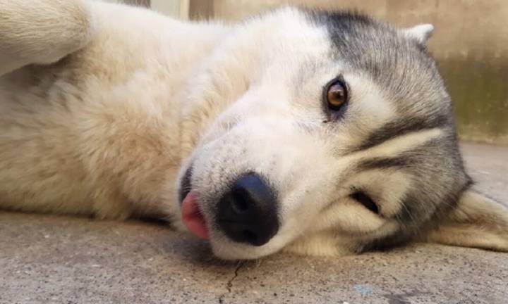 Por qué los perros no tienen que dormir en el suelo, según una veterinaria